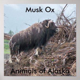 Póster Buey-animales de la especie Musk del Poster de Ala