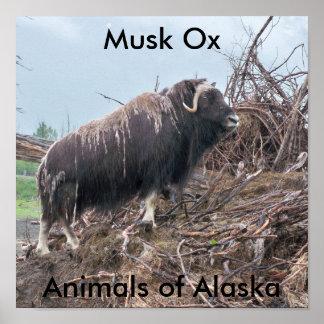 Póster Buey-animales de la especie Musk del Poster de Ala