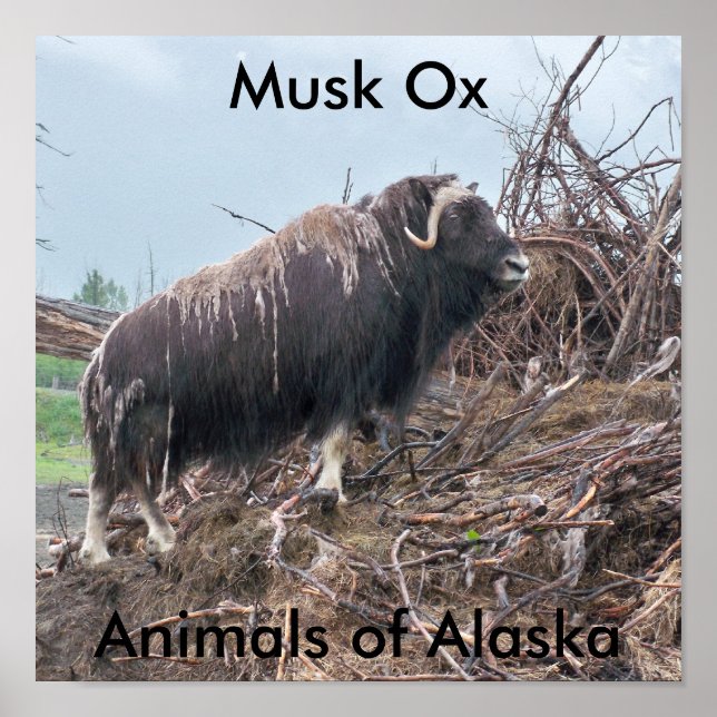 Póster Buey-animales de la especie Musk del Poster de Ala (Frente)