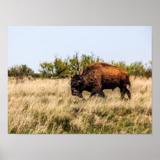 Póster Búfalo