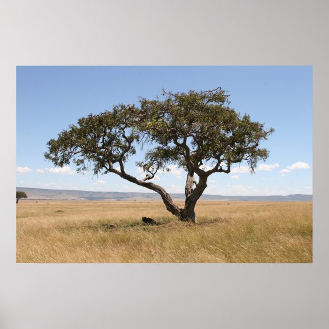 Póster Búfalo bajo árbol de acacia (Frente)