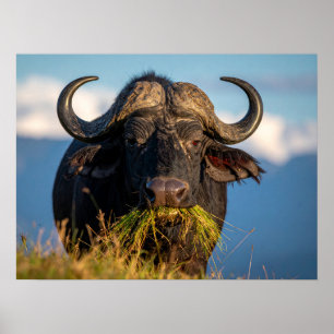 Póster búfalo comiendo hierba