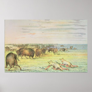 Póster Búfalo de acecho