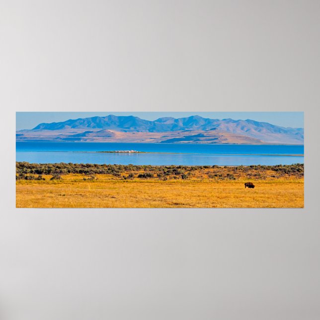 Póster Búfalo de afeitar, lago de gran sal, Utah (Frente)
