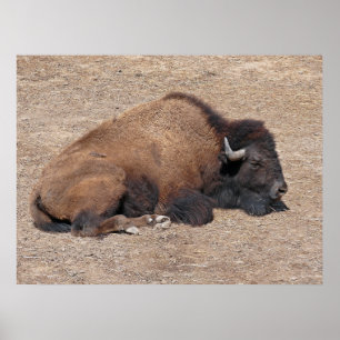 Póster Búfalo de agua asiático doméstico
