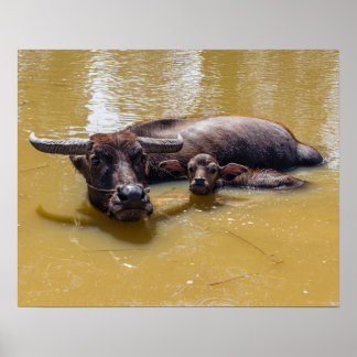 Póster Búfalo de agua y ternera