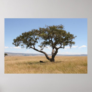 Póster Búfalo debajo del árbol del acacia