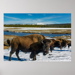 Póster Búfalo en la nieve