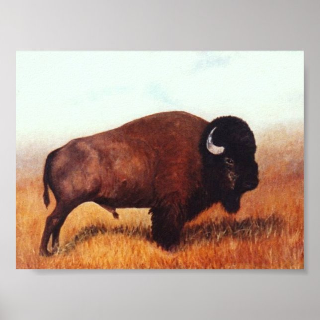 Póster Búfalo III (Frente)