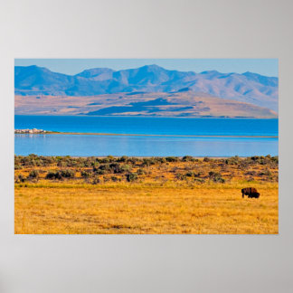 Póster Búfalo pastando, Gran Lago Salado, Utah