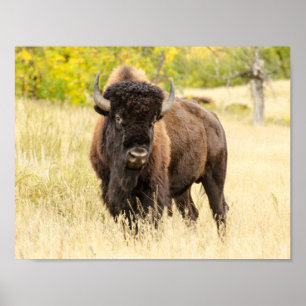Póster Búfalo salvaje en un campo