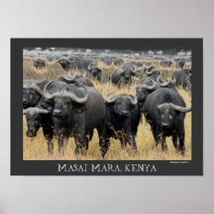 Póster Búfalos africanos del poster de Mara del Masai
