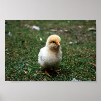 Póster Buff Orpington Chick