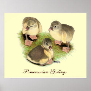 Póster Buff Pomeranian Goslings