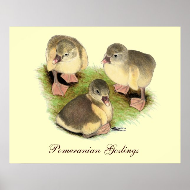 Póster Buff Pomeranian Goslings (Frente)