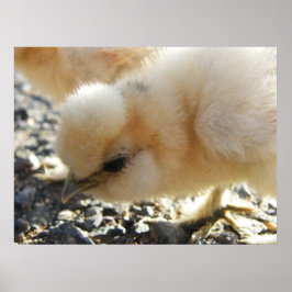 Póster Buff Silkie Chicken