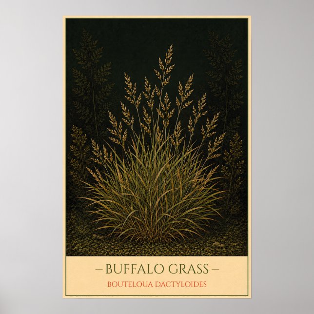 Póster Buffalo Grass (Frente)