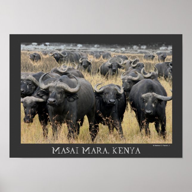 Póster Buffaloes africanos del Poster Masai Mara (Frente)