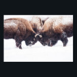 Póster Buffaloes Play-Fighting<br><div class="desc">Bufalloes play-fighting during winter in Yellowstone.</div>