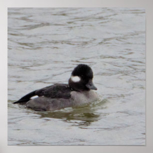 Póster Bufflehead Duck Photo Poster