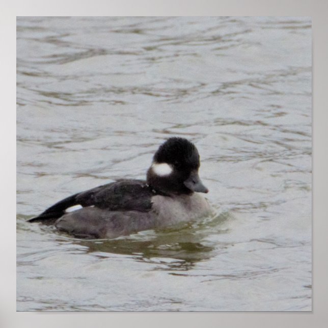 Póster Bufflehead Duck Photo Poster (Frente)