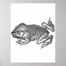 Bufo Rana también conocido como Sapo de Caña