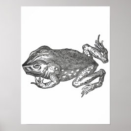 Póster Bufo Rana también conocido como Sapo de Caña