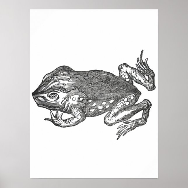 Póster Bufo Rana también conocido como Sapo de Caña (Frente)