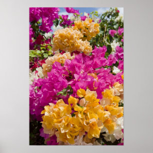 Póster Buganvilla, Cayman Brac, Islas Caimán,