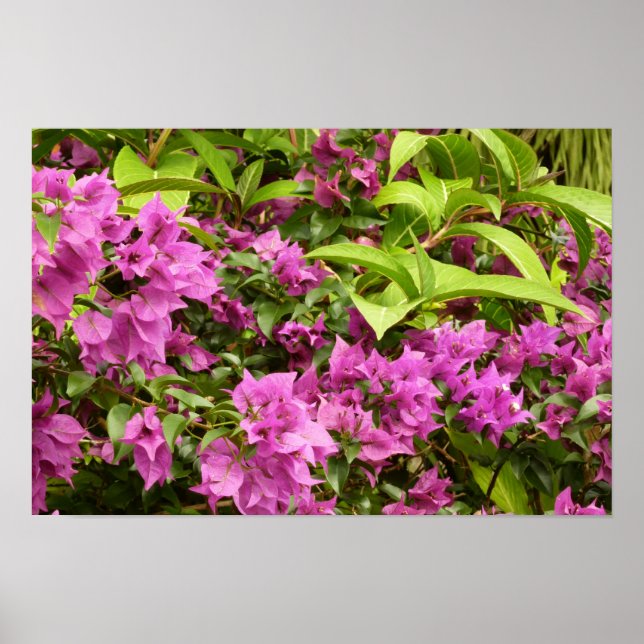 Póster Buganvilla Floral Púrpura Tropical (Frente)