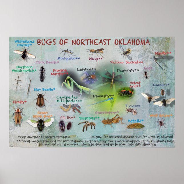 Póster bugs del noreste de Oklahoma poster 19 (Frente)