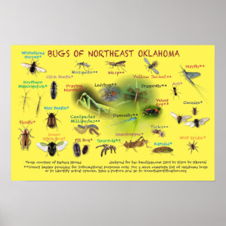 Póster bugs del noreste de Oklahoma poster 19p