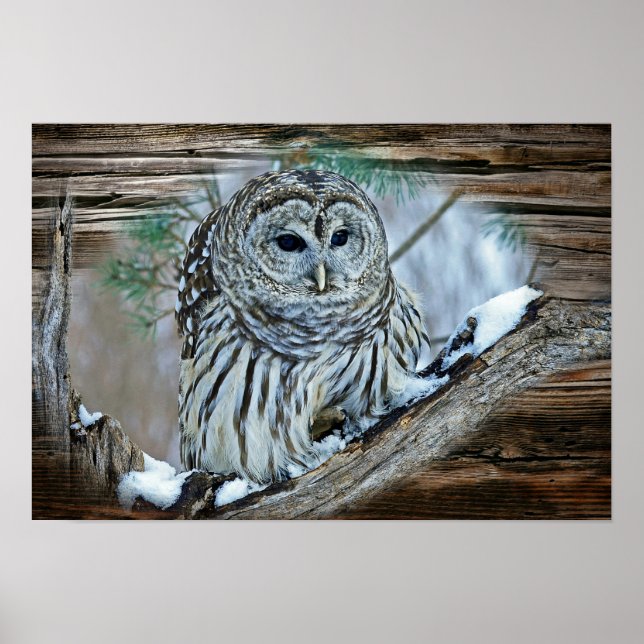 Póster Búho (Frente)