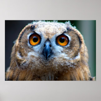 Póster Búho