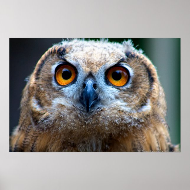 Póster Búho (Frente)