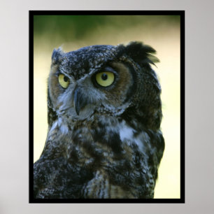 Póster Búho
