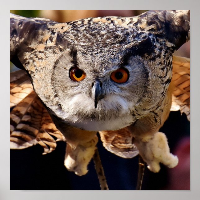 Póster Búho (Frente)