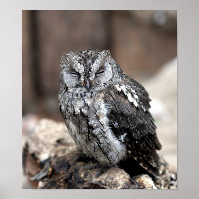 Póster Búho (Frente)