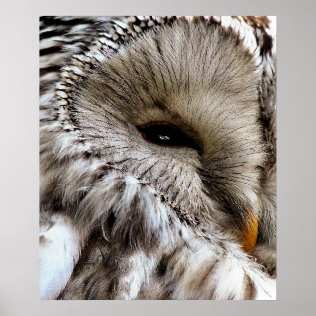 PÓSTER BÚHO (Frente)