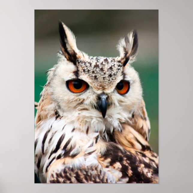 Póster Búho 1 (Frente)