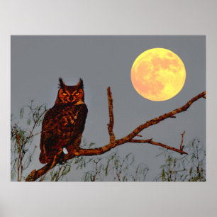 Póster Búho Americano   Luna Llena