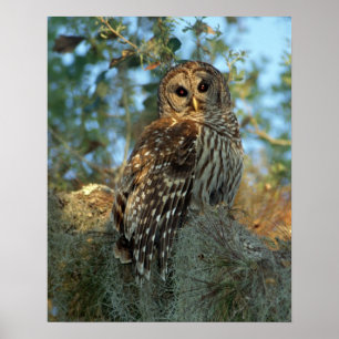 Póster Búho barrado roosting en algún musgo español