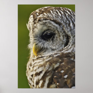 Póster Búho Barrado, Strix varia, Michigan