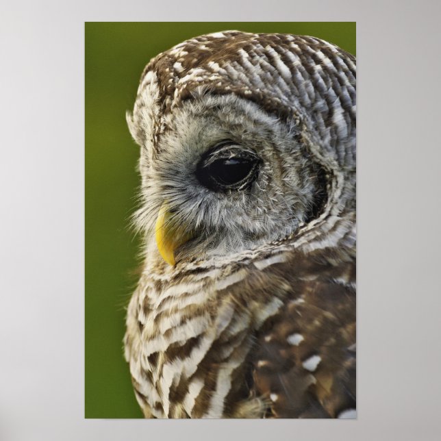 Póster Búho Barrado, Strix varia, Michigan (Frente)