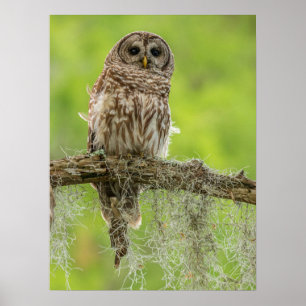 Póster Búho Barreteado En Rama De Árbol