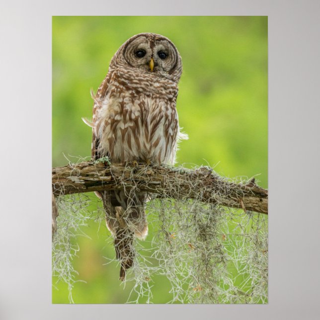 Póster Búho Barreteado En Rama De Árbol (Frente)