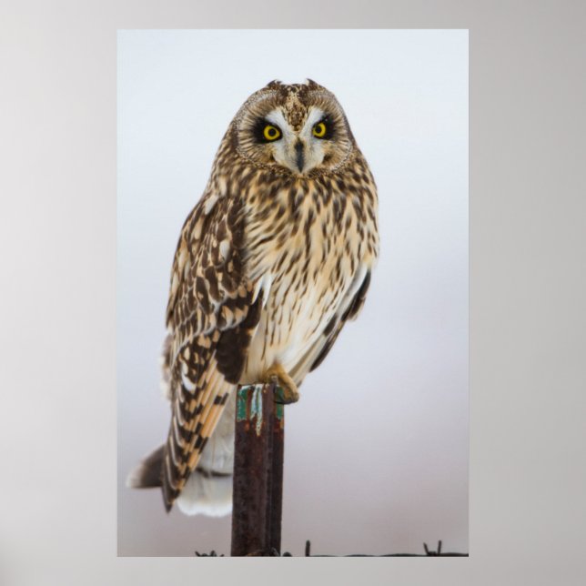 Póster Búho campestre en poste de cerca (Frente)