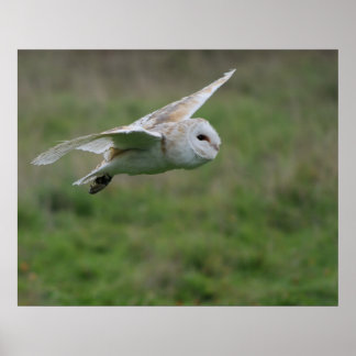 Póster búho de Barn en vuelo