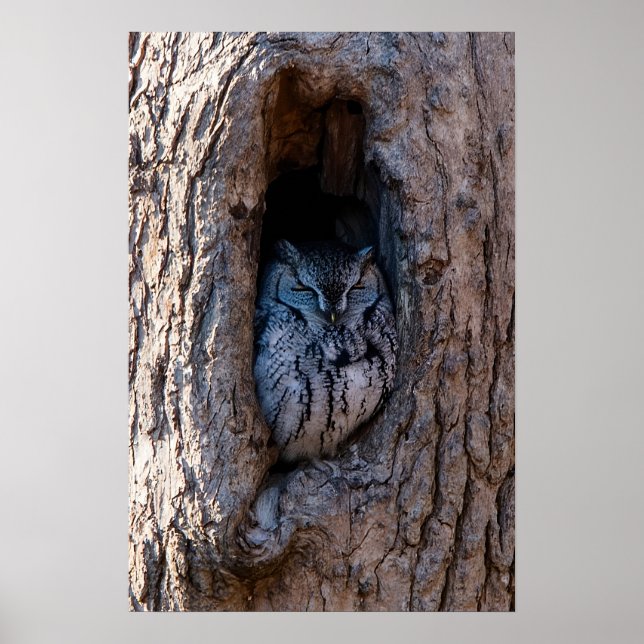 Póster Búho en árbol (Frente)
