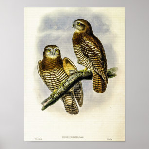 Póster Búho-Halcón Vintage de Forbes por John Gould